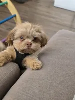 Peewee , a male Maltese and Shih Tzu for sale in Mesa, AZ – 4 of 7
