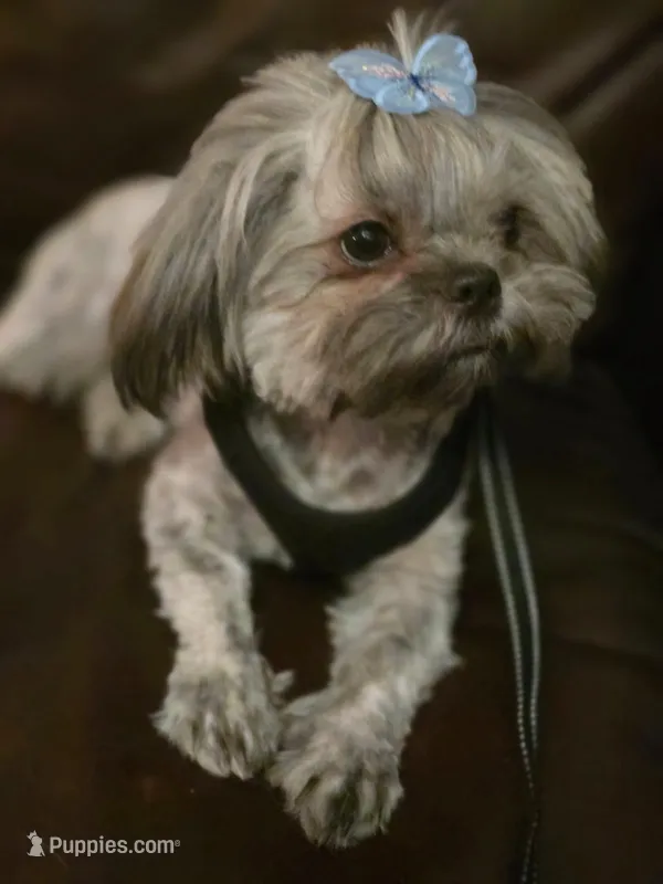 Julieta – Maltese, Shih Tzu puppy for sale in Mesa, AZ