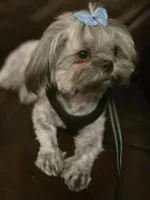 Julieta, a female Maltese and Shih Tzu for sale in Mesa, AZ – 1 of 5