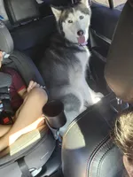 Elsa, a female Siberian Husky for sale in Mesa, AZ – 1 of 6