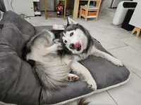 Elsa, a female Siberian Husky for sale in Mesa, AZ – 4 of 6