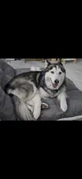 Elsa, a female Siberian Husky for sale in Mesa, AZ – 5 of 6