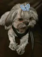 Julieta, a female Maltese and Shih Tzu for sale in Mesa, AZ – 2 of 5