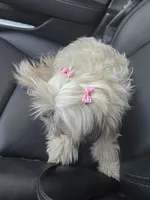 Pricess, a female Maltese and Shih Tzu for sale in Mesa, AZ – 4 of 5