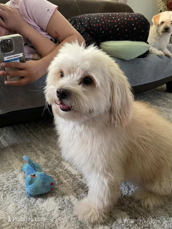Timothy – Maltipoo puppy for sale in Mesa, AZ