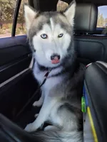 Elsa, a female Siberian Husky for sale in Mesa, AZ – 3 of 6