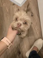 Peewee , a male Maltese and Shih Tzu for sale in Mesa, AZ – 2 of 7