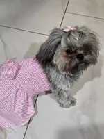 Julieta, a female Maltese and Shih Tzu for sale in Mesa, AZ – 4 of 5