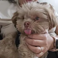 Peewee , a male Maltese and Shih Tzu for sale in Mesa, AZ – 1 of 7