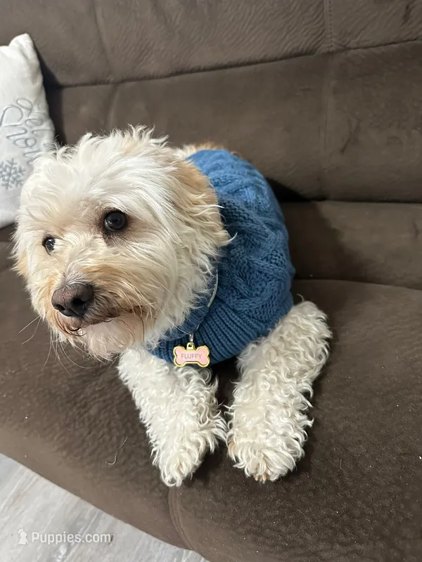 Fluffy – Maltipoo puppy for sale in Mesa, AZ