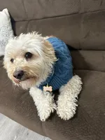 Fluffy, a male Maltipoo for sale in Mesa, AZ – 1 of 4