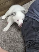 Charli , a female Pomsky for sale in Etters, PA – 3 of 4