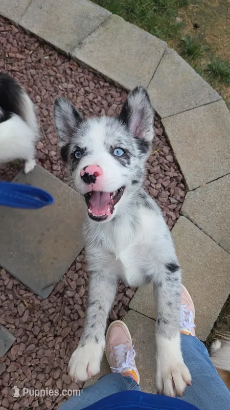 Toby  – Pomsky puppy for sale in Etters, PA