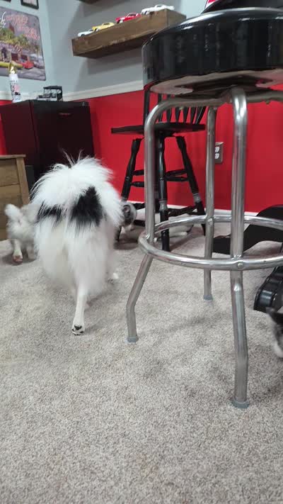 Toby , a male Pomsky for sale in Etters, PA – 7 of 7