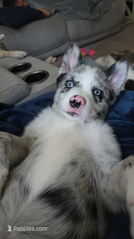 Toby  – Pomsky puppy for sale in Etters, PA