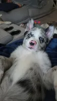 Toby , a male Pomsky for sale in Etters, PA – 1 of 3
