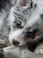 Lela , a female Pomsky for sale in Etters, PA – 2 of 4