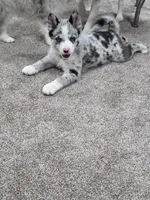 Toby , a male Pomsky for sale in Etters, PA – 5 of 7