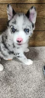 Toby , a male Pomsky for sale in Etters, PA – 2 of 7