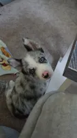Toby , a male Pomsky for sale in Etters, PA – 3 of 3
