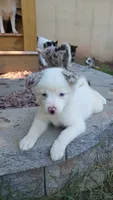 Charli , a female Pomsky for sale in Etters, PA – 2 of 4