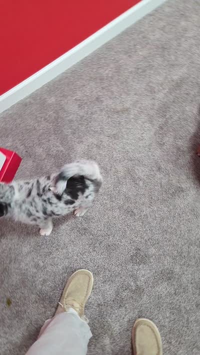 Lela , a female Pomsky for sale in Etters, PA – 4 of 4