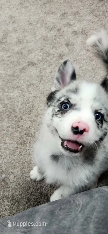 Toby  – Pomsky puppy for sale in Etters, PA