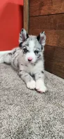 Toby , a male Pomsky for sale in Etters, PA – 3 of 7
