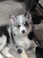 Lela , a female Pomsky for sale in Etters, PA – 3 of 4