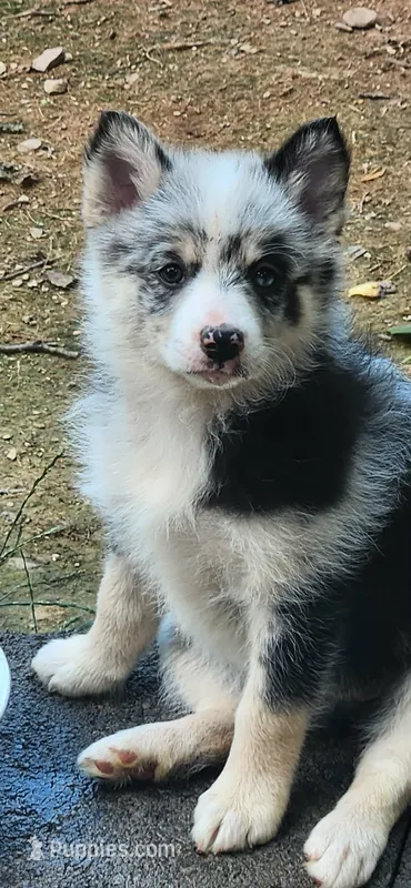 Lela  – Pomsky puppy for sale in Etters, PA