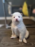 Charli , a female Pomsky for sale in Etters, PA – 1 of 4
