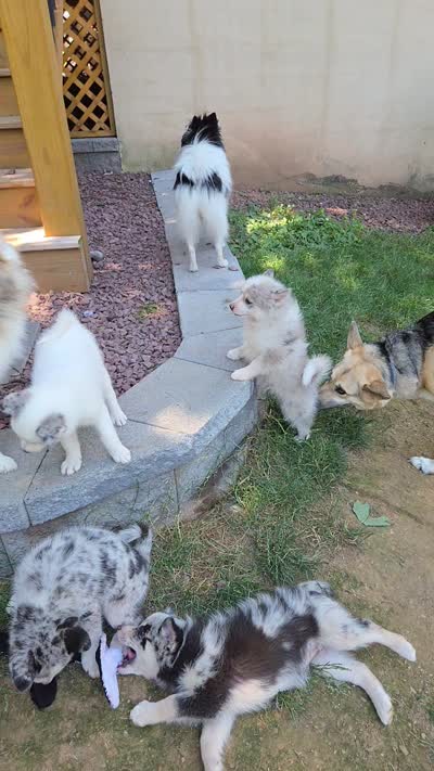 Charli , a female Pomsky for sale in Etters, PA – 4 of 4