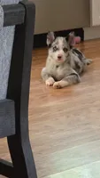 Toby , a male Pomsky for sale in Etters, PA – 2 of 3