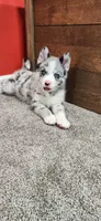 Toby , a male Pomsky for sale in Etters, PA – 4 of 7