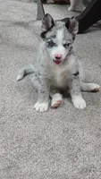 Toby , a male Pomsky for sale in Etters, PA – 6 of 7