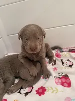 Puppy D, a female Labrador Retriever for sale in Magnolia, TX – Photo 1 of 4