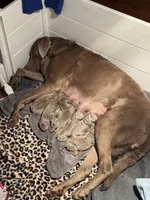 Silver/Chocolate Labs, a male Labrador Retriever for sale in Magnolia, TX – Photo 4 of 5