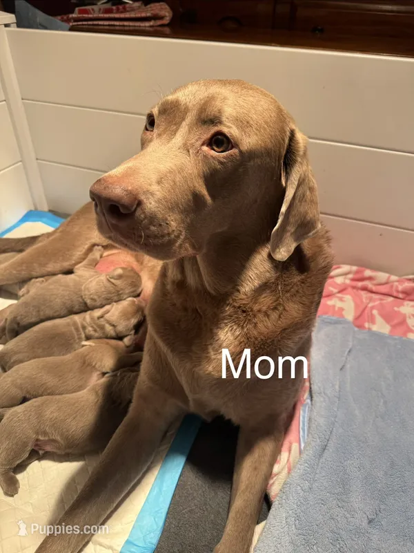 Silver/Chocolate Labs