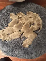 Silver/Chocolate Labs, a male Labrador Retriever for sale in Magnolia, TX – Photo 3 of 5