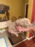 Puppy F, a female Labrador Retriever for sale in Magnolia, TX – Photo 1 of 4