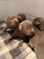 Puppy C, a male Labrador Retriever for sale in Magnolia, TX – Photo 2 of 4