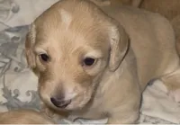 Penny / Sasha, a female Miniature Dachshund for sale in Queens, NY – Photo 2 of 3