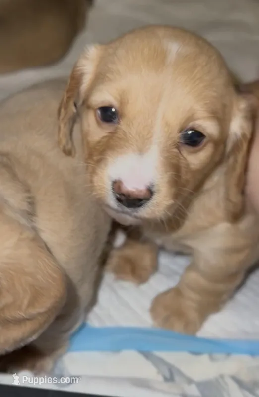 Penny / Sasha – Miniature Dachshund puppy for sale in Queens, NY