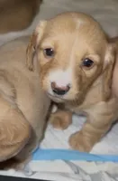 Penny / Sasha, a female Miniature Dachshund for sale in Queens, NY – Photo 1 of 3