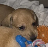 Penny / Sasha, a female Miniature Dachshund for sale in Queens, NY – Photo 3 of 3