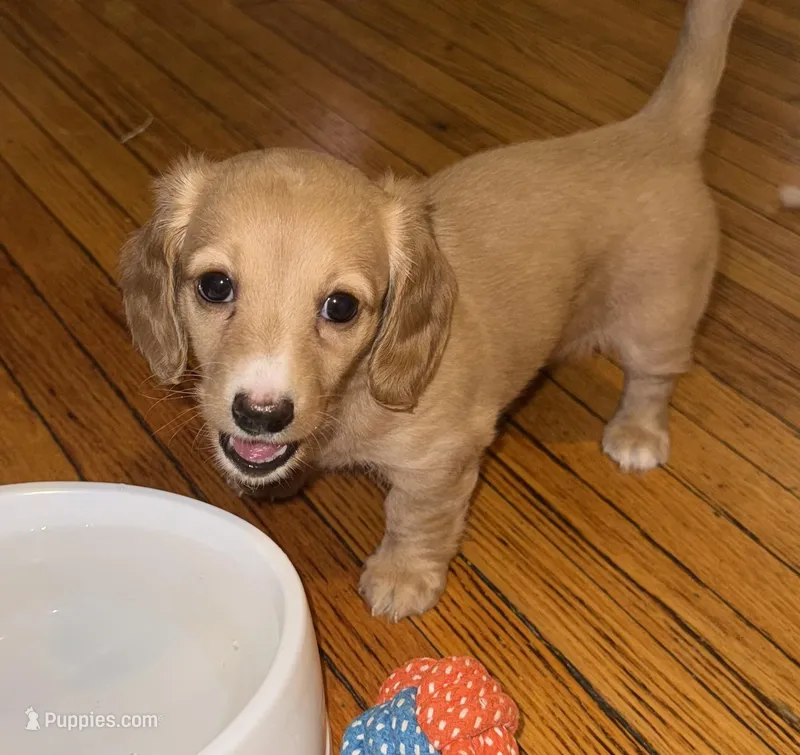 Minnie – Miniature Dachshund puppy for sale in Queens, NY