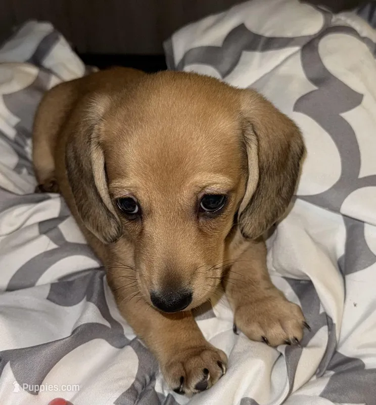 Barry – Miniature Dachshund puppy for sale in Queens, NY