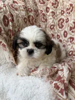 Charlie, a male Shih Tzu for sale in Seymour, MO – 3 of 10