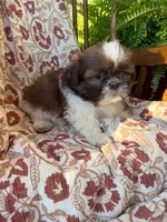Tiny Memphis, a male Shih Tzu for sale in Seymour, MO – 4 of 10