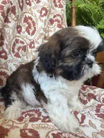 Lucy, a female Shih Tzu for sale in Seymour, MO – 8 of 10